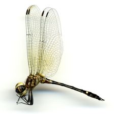 Macrothemis tessellata inequiunguis by the Smithsonian. Used under a CC0 license.