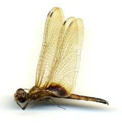 Miathyria marcella by the Smithsonian. Used under a CC0 license.