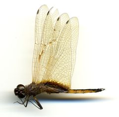 Miathyria marcella by the Smithsonian. Used under a CC0 license.