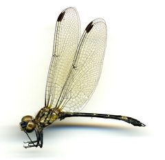 Micrathyria didyma by the Smithsonian. Used under a CC0 license.