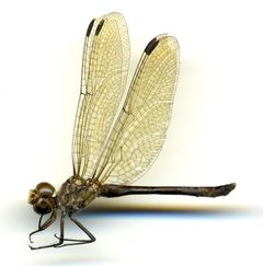 Micrathyria didyma by the Smithsonian. Used under a CC0 license.
