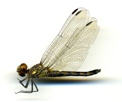 Micrathyria hagenii by the Smithsonian. Used under a CC0 license.