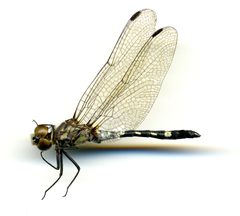 Micrathyria hagenii by the Smithsonian. Used under a CC0 license.
