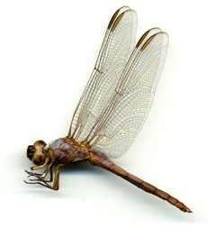 Orthemis ferruginea by the Smithsonian. Used under a CC0 license.