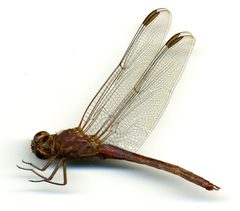 Orthemis ferruginea by the Smithsonian. Used under a CC0 license.