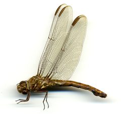 Orthemis ferruginea by the Smithsonian. Used under a CC0 license.