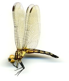 Pachydiplax longipennis by the Smithsonian. Used under a CC0 license.