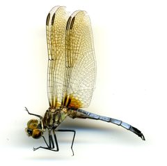 Pachydiplax longipennis by the Smithsonian. Used under a CC0 license.