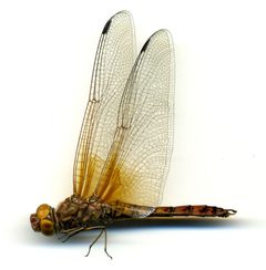 Paltothemis lineatipes by the Smithsonian. Used under a CC0 license.