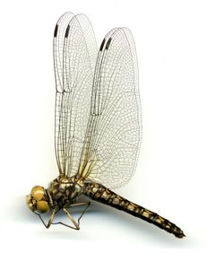 Paltothemis lineatipes by the Smithsonian. Used under a CC0 license.