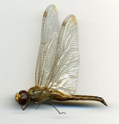 Pantala flavescens by the Smithsonian. Used under a CC0 license.