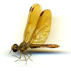 Perithemis domitia by the Smithsonian. Used under a CC0 license.