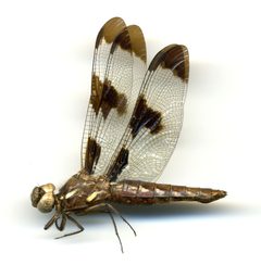 Plathemis lydia by the Smithsonian. Used under a CC0 license.