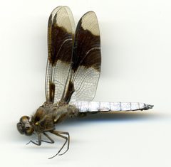 Plathemis lydia by the Smithsonian. Used under a CC0 license.