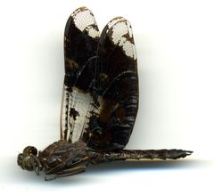 Pseudoleon superbus by the Smithsonian. Used under a CC0 license.