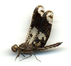 Pseudoleon superbus by the Smithsonian. Used under a CC0 license.