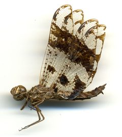 Pseudoleon superbus by the Smithsonian. Used under a CC0 license.