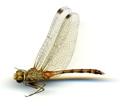 Sympetrum ambiguum by the Smithsonian. Used under a CC0 license.