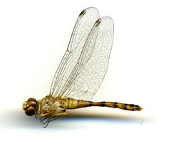 Sympetrum ambiguum by the Smithsonian. Used under a CC0 license.