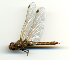 Sympetrum (Tarnetrum) corruptum by the Smithsonian. Used under a CC0 license.