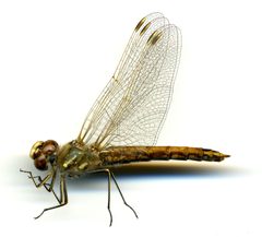 Sympetrum (Tarnetrum) corruptum by the Smithsonian. Used under a CC0 license.