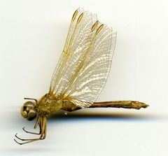 Sympetrum costiferum by the Smithsonian. Used under a CC0 license.