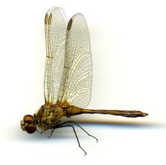 Sympetrum costiferum by the Smithsonian. Used under a CC0 license.