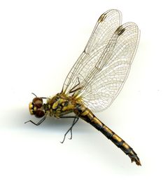 Sympetrum danae by the Smithsonian. Used under a CC0 license.