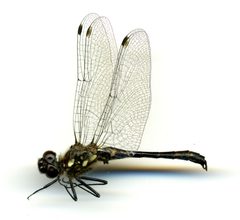Sympetrum danae by the Smithsonian. Used under a CC0 license.