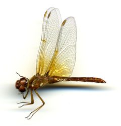 Sympetrum (Tarnetrum) illotum by the Smithsonian. Used under a CC0 license.