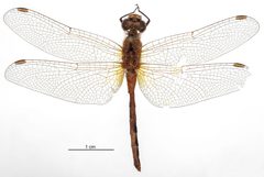 Sympetrum internum by the Smithsonian. Used under a CC0 license.
