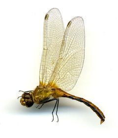 Sympetrum internum by the Smithsonian. Used under a CC0 license.