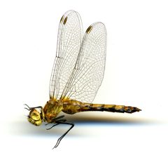 Sympetrum internum by the Smithsonian. Used under a CC0 license.