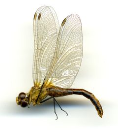 Sympetrum internum by the Smithsonian. Used under a CC0 license.