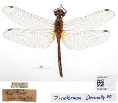 Sympetrum internum by the Smithsonian. Used under a CC0 license.