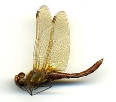 Sympetrum madidum by the Smithsonian. Used under a CC0 license.