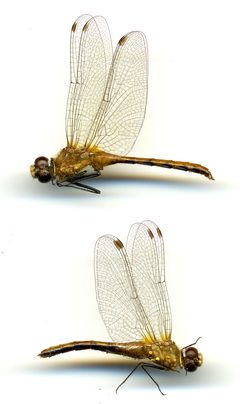 Sympetrum obtrusum by the Smithsonian. Used under a CC0 license.