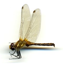 Sympetrum pallipes by the Smithsonian. Used under a CC0 license.