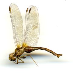 Sympetrum vicinum by the Smithsonian. Used under a CC0 license.