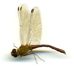 Sympetrum vicinum by the Smithsonian. Used under a CC0 license.