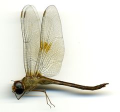 Tholymis citrina by the Smithsonian. Used under a CC0 license.