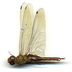 Tramea abdominalis by the Smithsonian. Used under a CC0 license.