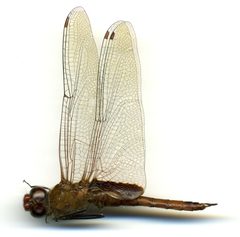 Tramea abdominalis by the Smithsonian. Used under a CC0 license.