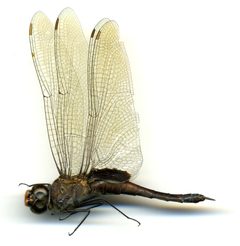 Tramea binotata by the Smithsonian. Used under a CC0 license.