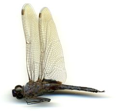 Tramea binotata by the Smithsonian. Used under a CC0 license.