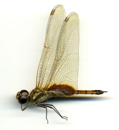 Tramea calverti by the Smithsonian. Used under a CC0 license.