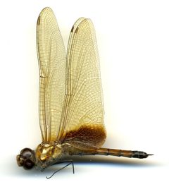 Tramea calverti by the Smithsonian. Used under a CC0 license.
