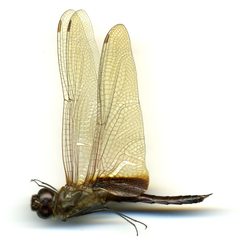 Tramea calverti by the Smithsonian. Used under a CC0 license.