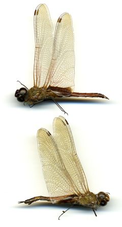Tramea insularis by the Smithsonian. Used under a CC0 license.