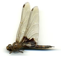Tramea lacerata by the Smithsonian. Used under a CC0 license.